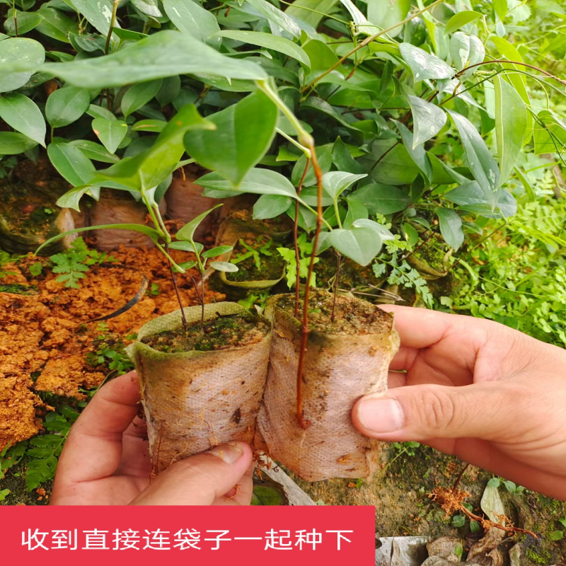 花支蕊 带土白肉土茯苓苗种苗南北方庭院盆栽种植苗5棵 广西发货 5-10