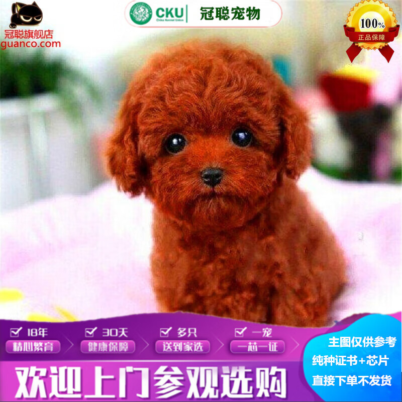 冠聪纯种泰迪犬茶杯型幼犬活体小型宠物狗泰迪玩具迷你型灰红色泰迪狗