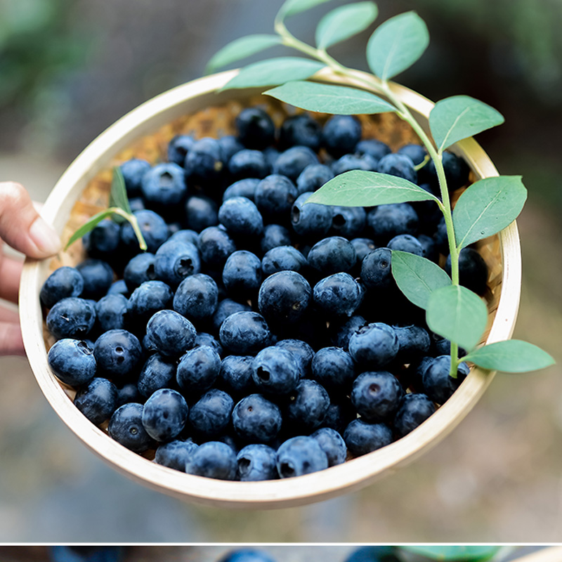 榴小橔云南蓝莓超大果新鲜高山蓝莓水果送礼年货节 精选特大果 精选125g*4盒（15-18mm)