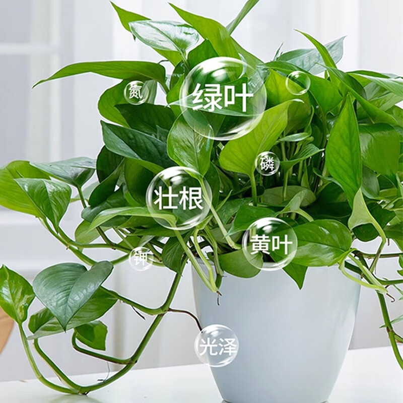 植物营养液通用型家用盆栽绿植肥料发财树绿萝黄叶枯叶烂根专用肥 1瓶【500ml】浓缩型营养液