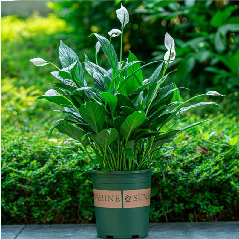 瑰玮大白掌一帆风顺盆栽室内客厅房间办公桌卧室常青开花好养植物花卉