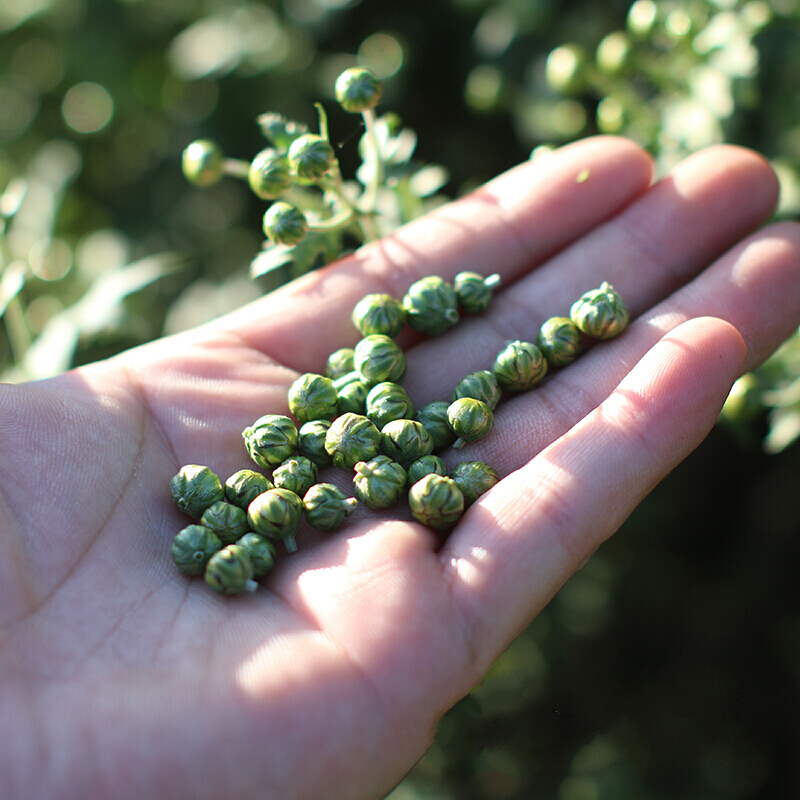 生活妙方遂昌石练野生菊米茶珍珠菊花胎菊茶野菊米菊蕾花草茶100g