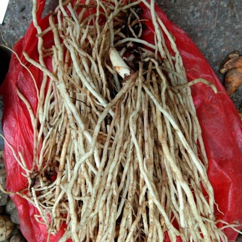 中药材天然青草百尾笋根万寿竹根竹叶参宝铎草倒竹伞纯根干货下单原料