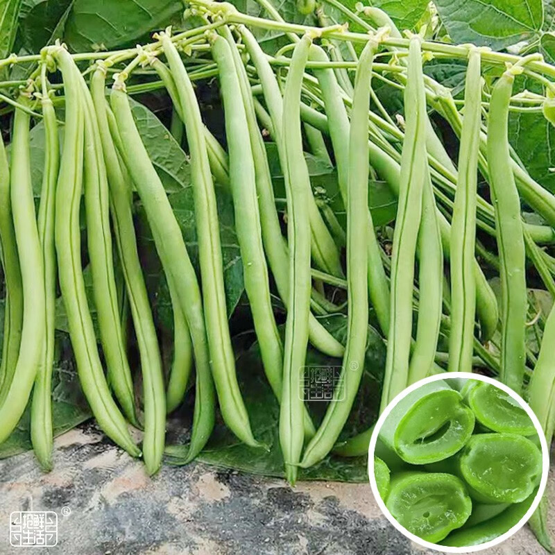 大禹无架四季豆种子苗豆角不搭架子豇豆籽  农家地豆种子 70g