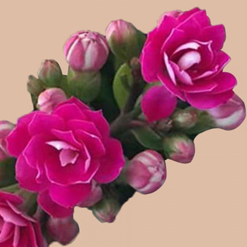 【带花苞发货】长寿花 长寿花盆栽 四季开花  花卉