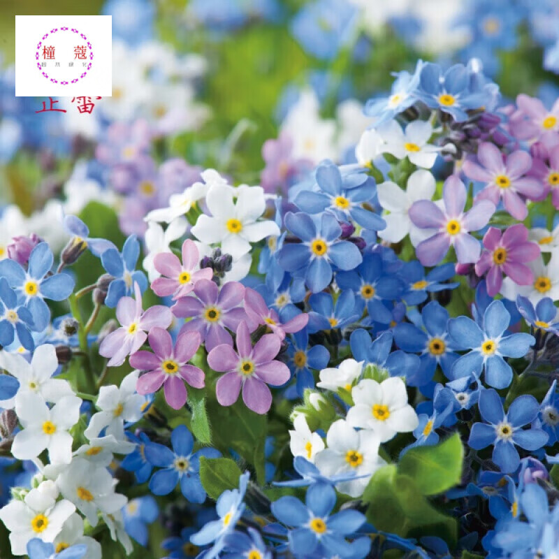 牛舌草种子 蝎子草华丽景天长药景天南非牛舌草工程景观花籽花海