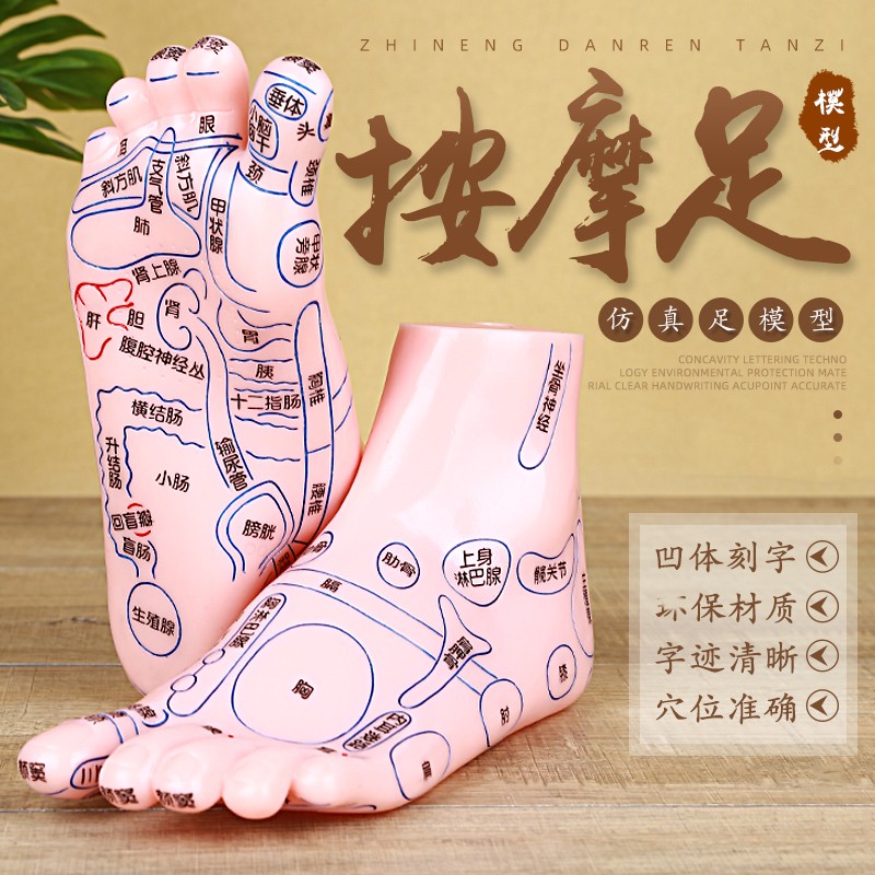 【jd健康】穴位模型人体穴位脚模型足底按摩器足部反射区双足经络