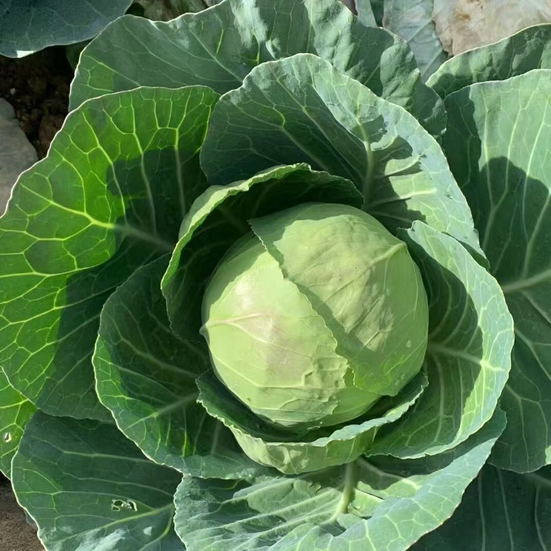 遇见悯农新鲜包菜卷心白菜蔬菜生鲜辣白菜原料产地直供整箱包邮 净重 45斤 包菜（卷心菜绿甘蓝）