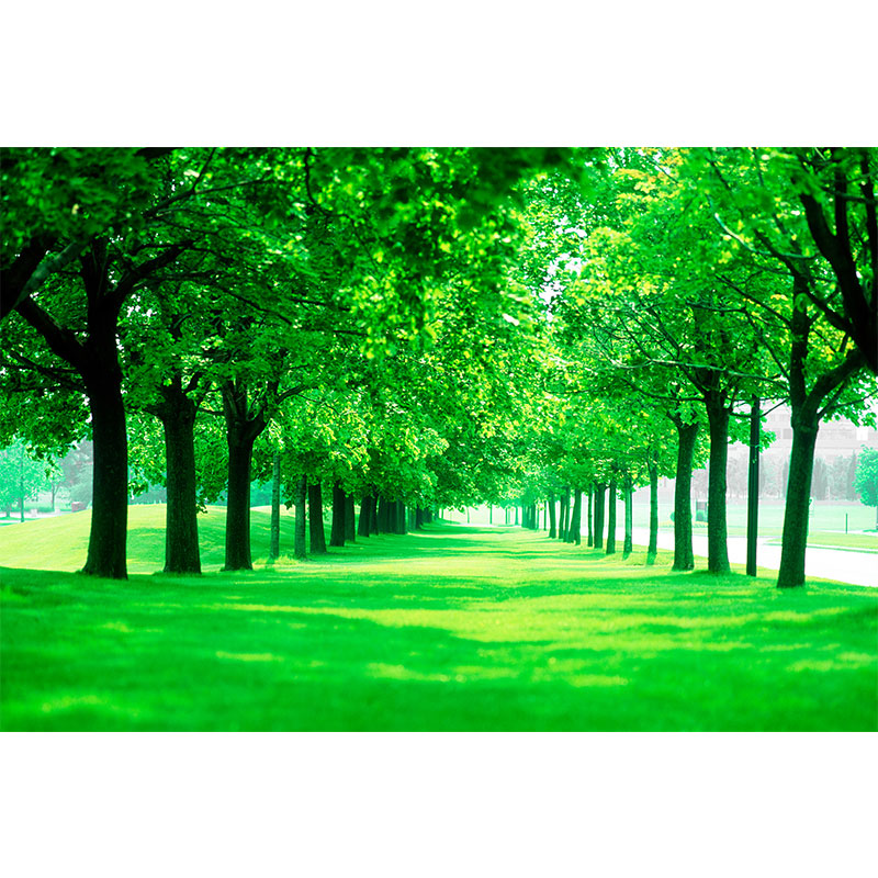 原始森林树木墙贴海报草地公园树林绿色大自然风景壁纸客厅装饰画 01