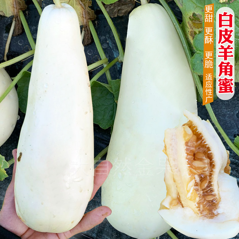 甜瓜种子伊丽莎白香瓜哈密瓜高糖桔红白瓤春夏季水果种孑 白皮羊角蜜