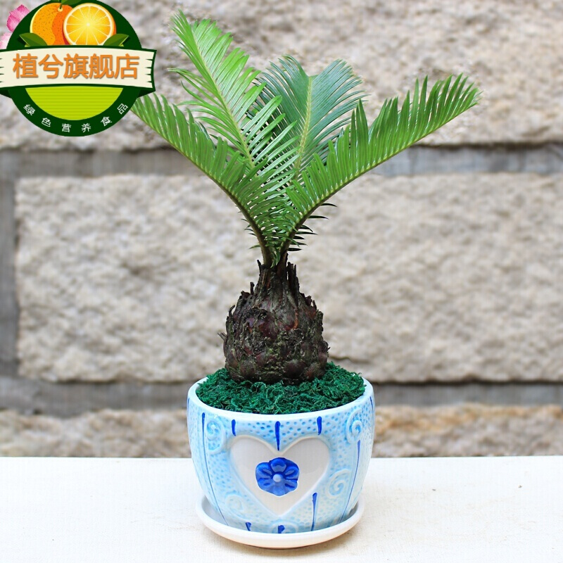 清香木 梔子花 小榕樹 雙色茉莉 辦公桌客廳陽臺新房裝修中小型盆栽綠植 小鐵樹