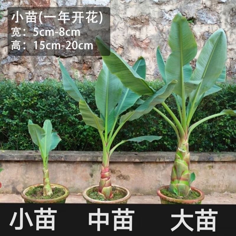 地涌金莲盆栽红莲花卉大型绿植稀有鲜花地涌千叶金莲瓣莲五树六的 红莲小苗一年开花