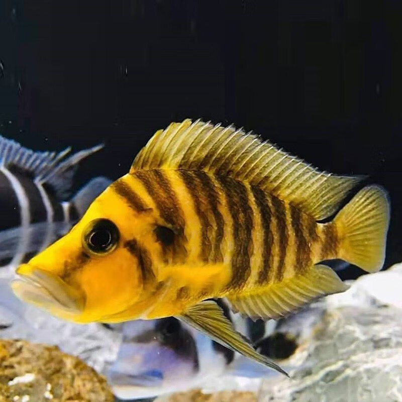 水财神(water richer)黄金虎鱼金头虎鱼黑喷虎裕白喷虎 三湖慈鲷 坦鲷
