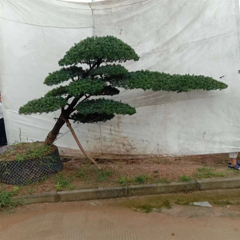 花嫁衣造型罗汉松临水斜飘假山鱼池别墅庭院大门口迎客地栽盆景一物一