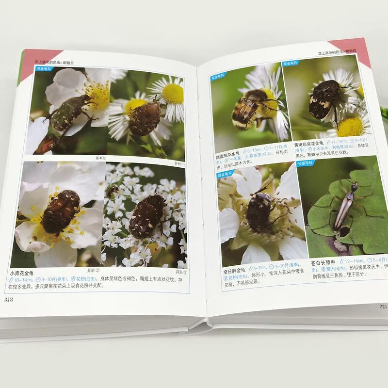 【全新正版】昆虫识别图鉴 1004种昆虫1600多张高清照片自然百科知识