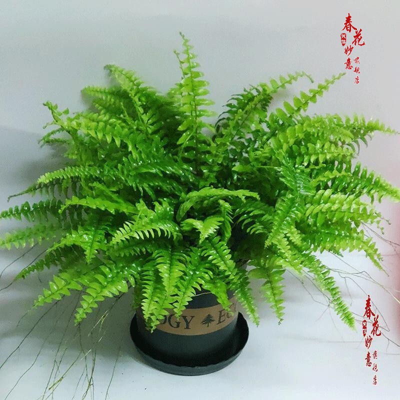 室内植物波士顿厥盆栽绿植办公室蕨类植物波士顿蕨绿植 盆栽 波斯顿厥+1加仑盆 默认分类