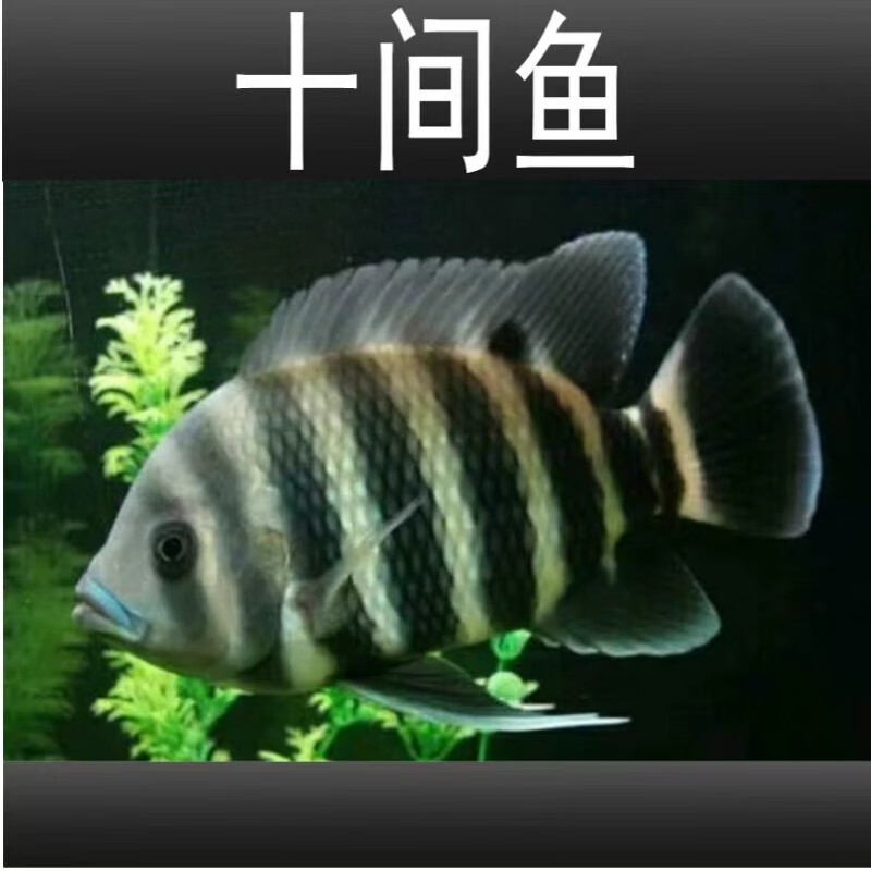 十间鱼淡水鱼热带观赏鱼非洲十间布隆迪六间印尼虎便变明活体 7-8cm十