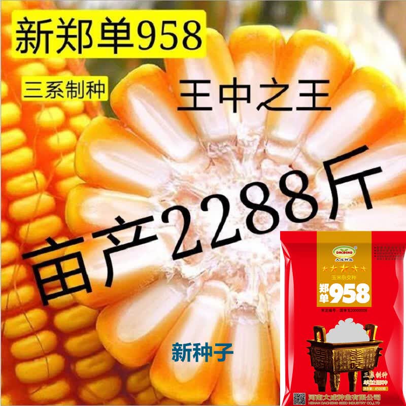 玉米种子高产国审抗倒伏新种子南北方抗旱矮杆大棒产量高的种子 郑单958【4500粒】原装高性价比高么？
