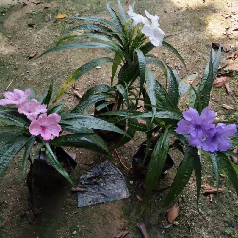 矮生粉色翠芦莉 南国星人字草蓝花莉 宿根多年生耐旱庭院阳台盆栽 三