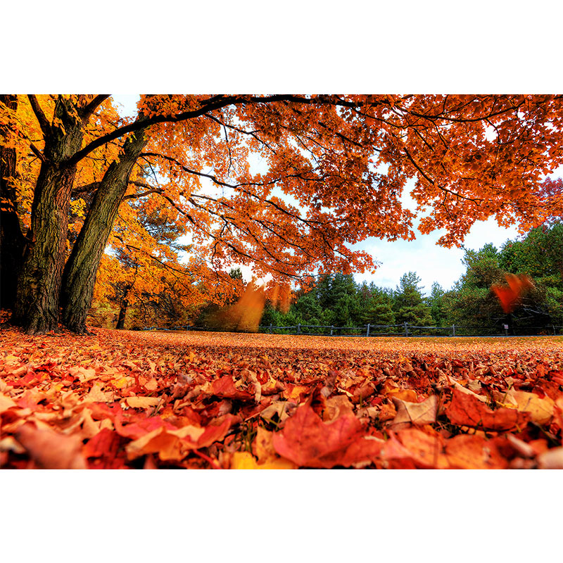 秋天风景海报装饰画红叶森林树木落叶图片自然山水客厅墙贴壁画 01