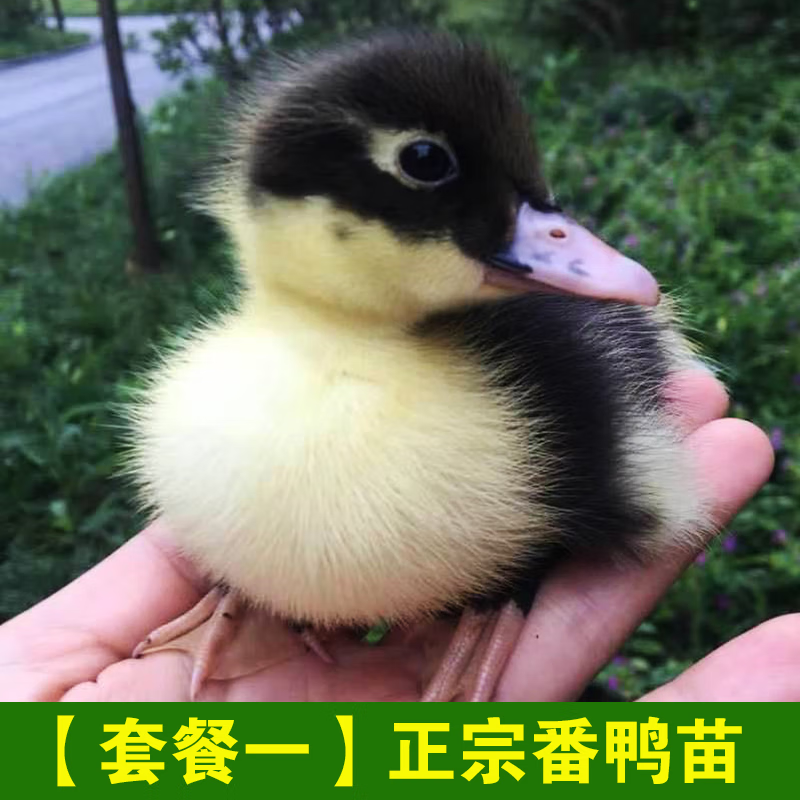 正宗大种黑番鸭活苗西洋鸭鸳鸯鸭苗大型纯种火鸭藤子红脸鸭苗活体 大