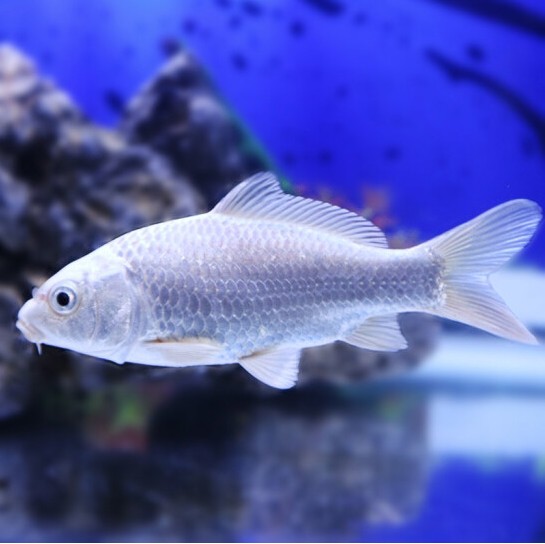 台湾蝴蝶鲤观赏鱼苗淡水活体白金龙凤冷水短身长尾锦鲤贵妃纯种鱼