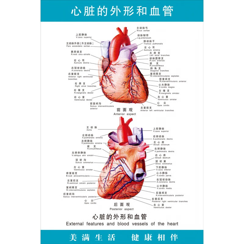 医院医学人体结构心血液循环解剖图海报挂图 心脏的外形和血管 24寸
