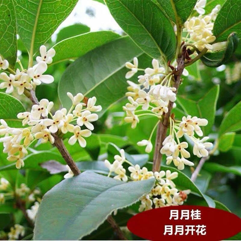 桂花树苗盆栽金桂四季桂室内外浓香型阳台花卉绿植庭院盆景植物 月