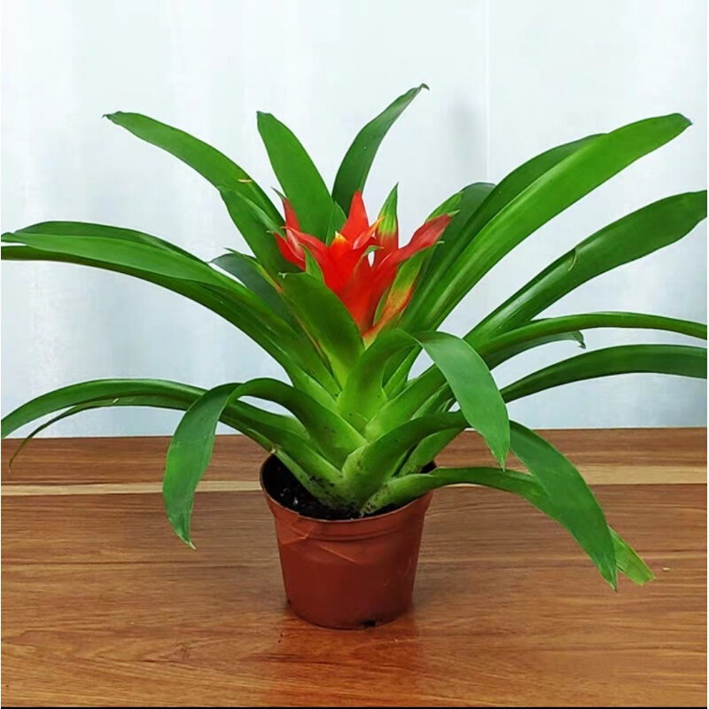 水培植物室内四季常青小红星绿植好养花卉凤梨花盆景 鸿运当头 简易盆