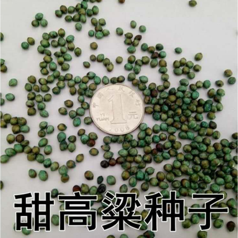 花乡邻里进口牧草种子大力士甜高粱种子饲用甜高粱草籽牛羊猪高产营养