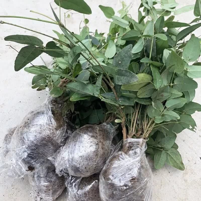 禾之润八月瓜果树苗八月炸果树苗爬藤果树拿藤当年结果盆栽地栽南北方