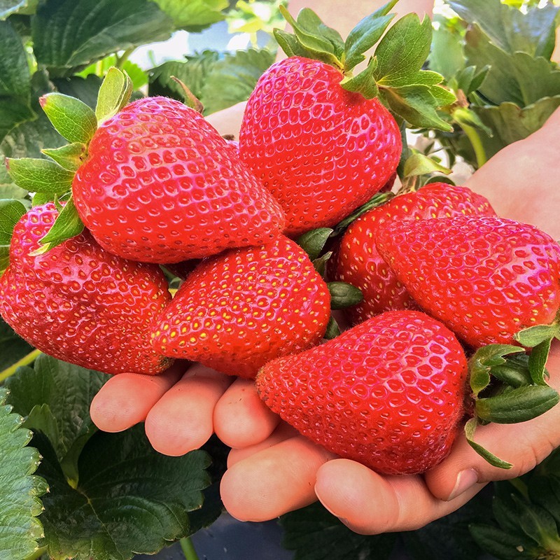 姬缘希四季草莓苗庭院阳台盆栽地栽草莓苗 奶油草莓 攀援草莓苗当年