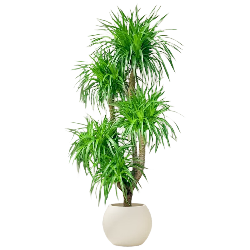 ��������Ѫ����ֲ�������������ڰ칫�ҿ������ʹ������ֲ��Դͷֱ��