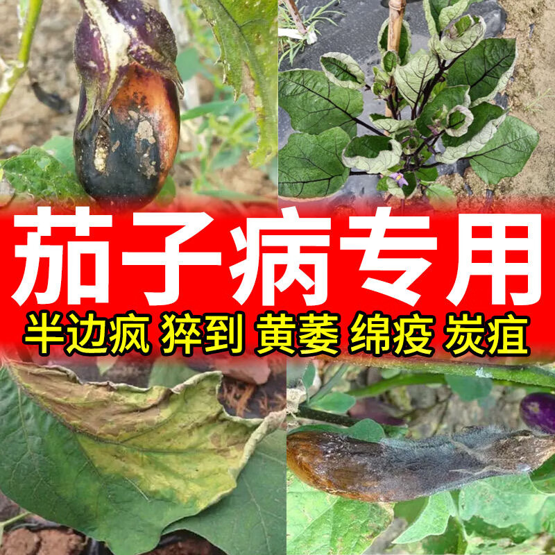 除菌剂炭疽病叶斑病灰霉病半边疯烂果烂叶专用肥料 茄子专用【1瓶】