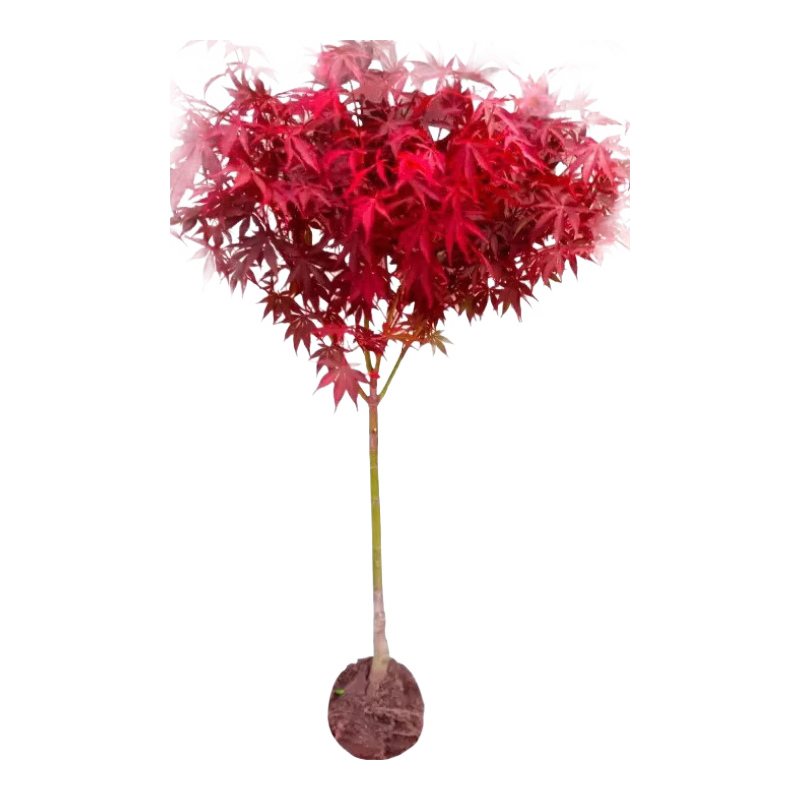 萌肉居 紅楓樹苗盆栽庭院地栽彩色綠化苗木行道樹/中苗約2CM粗源頭直發(fā)