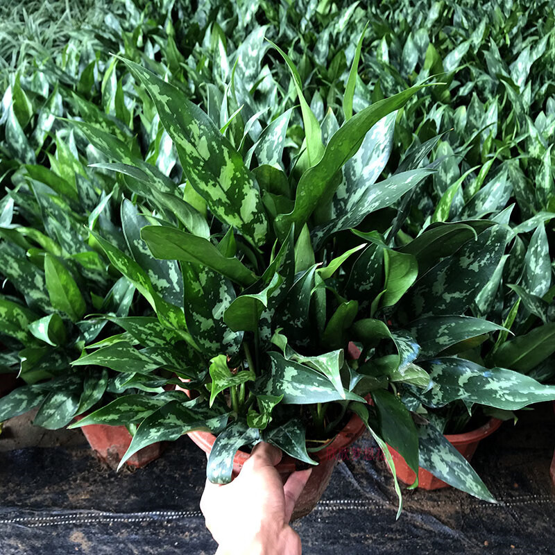 室内耐阴植物吸甲醛绿植办公室客厅装饰花卉好养 黑美人 红色简易盆