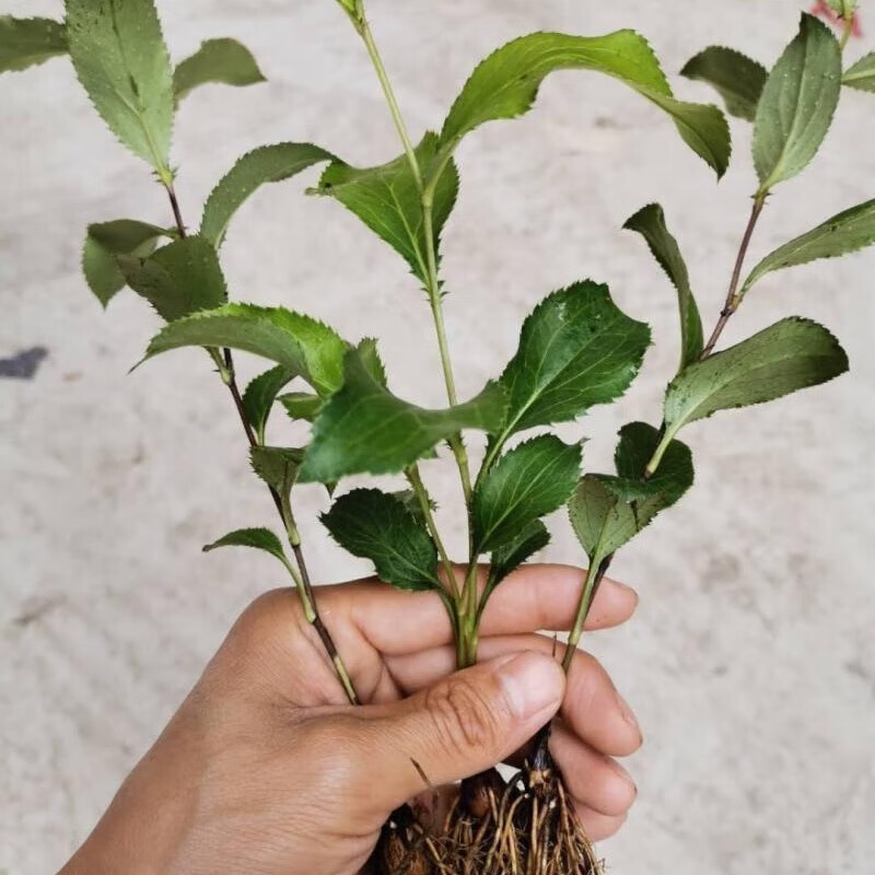 醉春木苍术种苗基地直销带朱砂点北苍术苗包技术指导 2年苗100颗