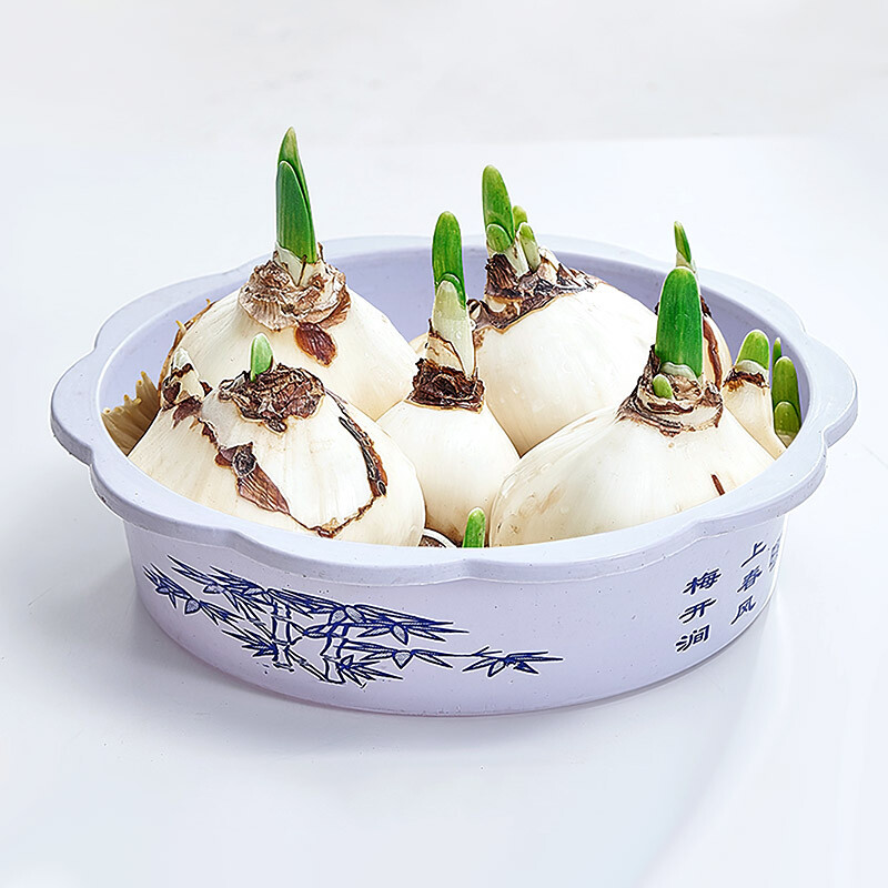 春枝韵水仙花球水培室内客厅花卉水仙花绿植盆栽植物水仙花 【水仙花