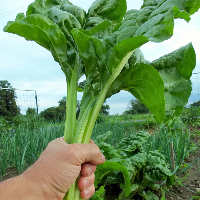 农之子 根达菜种子根瘩菜莙荙菜籽苗蔬菜牛皮菜 根达菜种子 8g