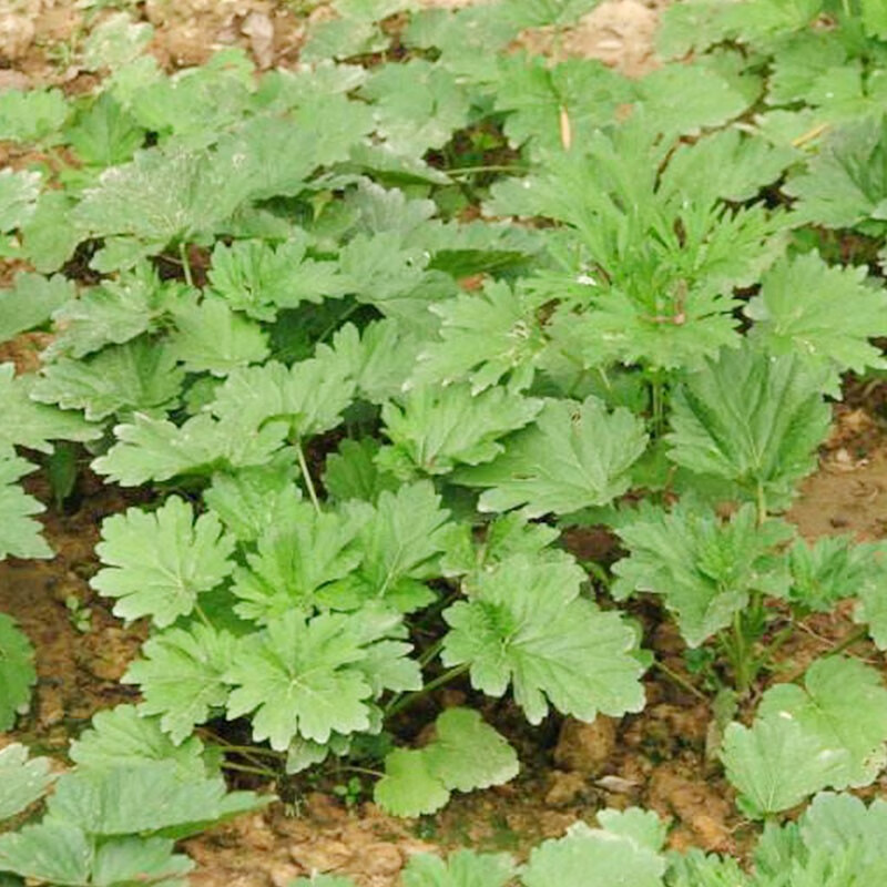 益母草种子 阳台四季盆栽蔬菜种孑野生野菜食用中草药材 四季易种