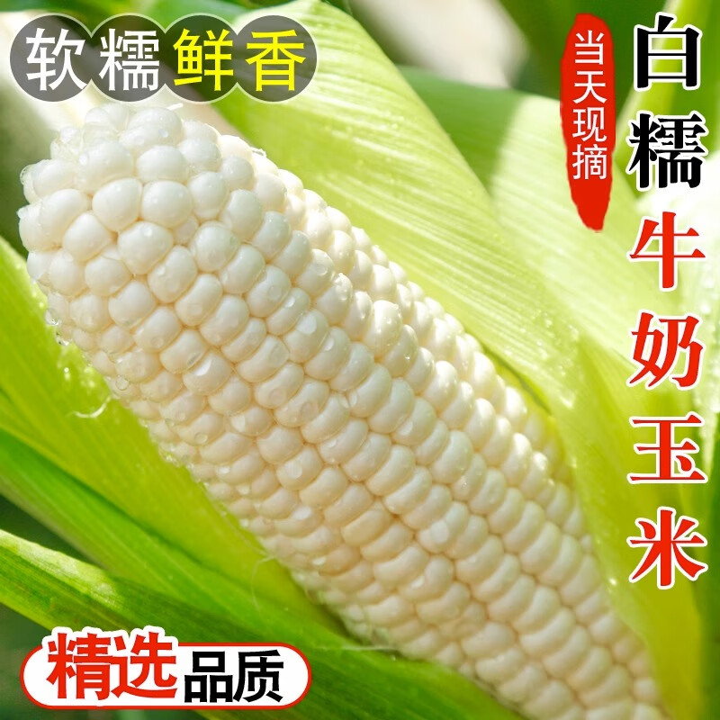 囧仙子新鮮白玉米當(dāng)季現(xiàn)摘嫩苞谷代餐甜牛奶玉米棒子甜玉米 白糯玉米 3斤
