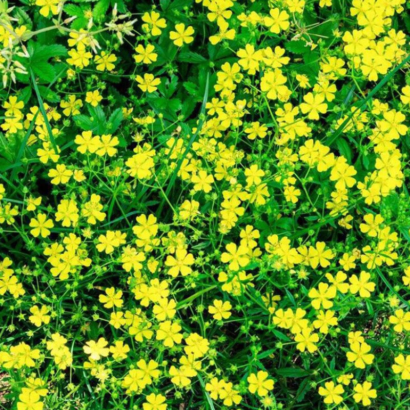 韵久委陵菜种子白头翁种子蛤蟆草庭院多年生景观地被植物耐寒耐阴花种