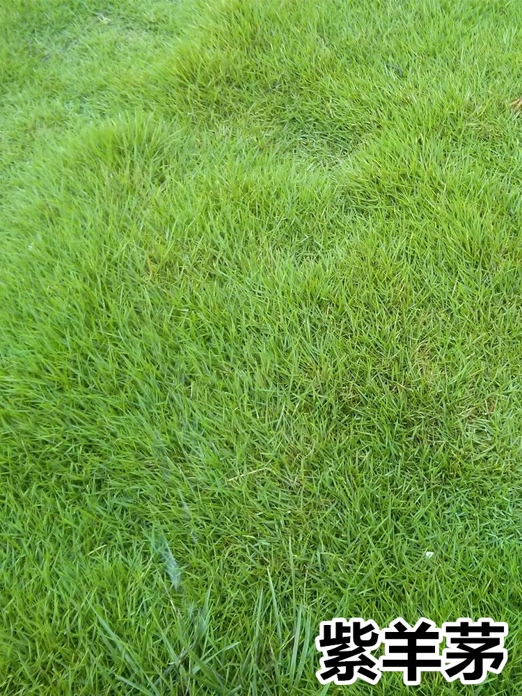 奔奥进口紫羊茅种子高羊茅草籽护坡绿化庭院草坪种子耐荫抗热速生美国