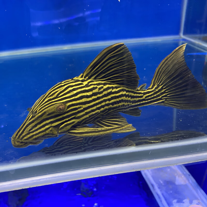 金线皇冠豹绿皮钻石白金蓝眼申古雷神皇冠豹异型鱼巴西秘鲁 金线