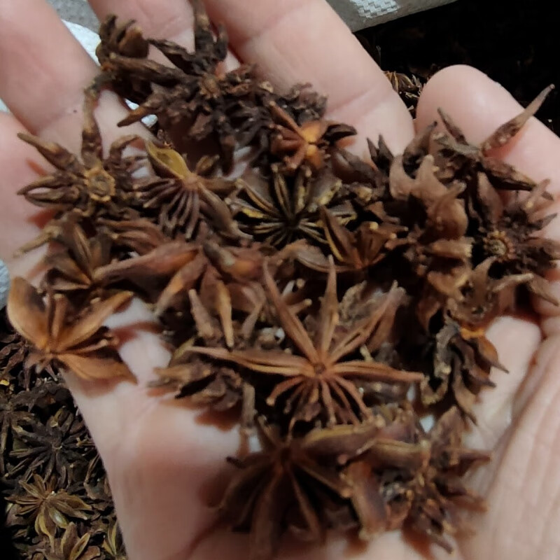 山八角 野八角 毒八角 醉鱼八角 盲草十角以上干品无硫无提取 毒八角