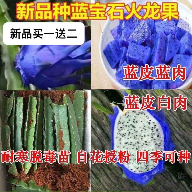 咯咚美洲蓝宝石火龙果苗盆栽地栽抗寒南北种植四季盆地栽当年结果 蓝