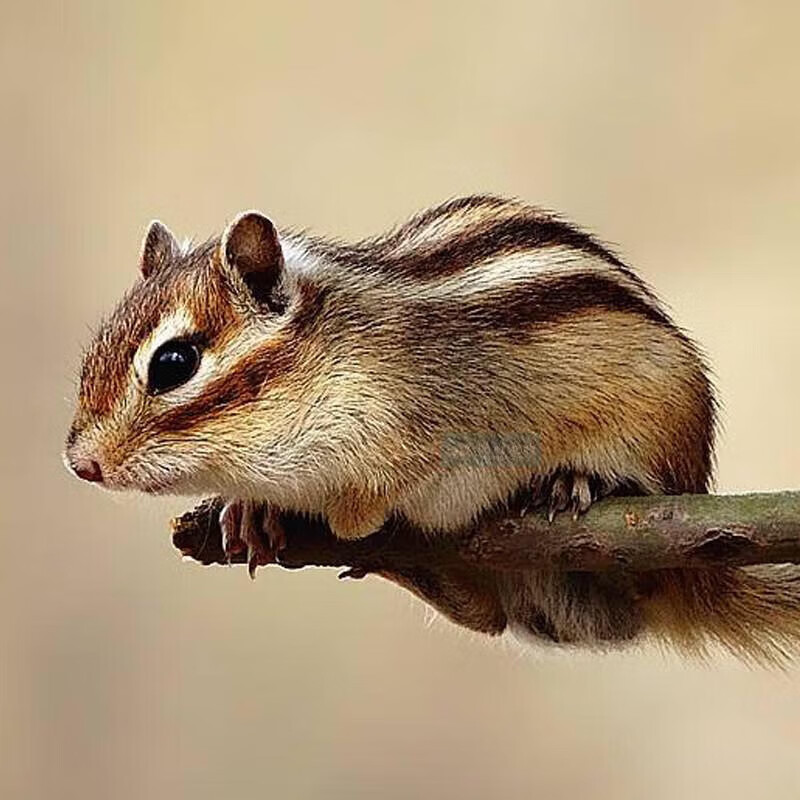 迪士农庄园 dsnzy花栗鼠活体 魔王松鼠幼崽小松鼠活物大魔王活体松鼠