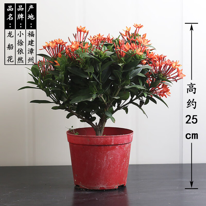 爱帛哆(aiboduo)小叶龙船花盆栽植物室内阳台庭院四季开花好养易活