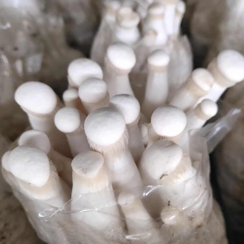 茗羽珺玥 白灵菇蘑菇种植菌包阳台种阿魏菌种菌棒菌菇种家庭室内种植