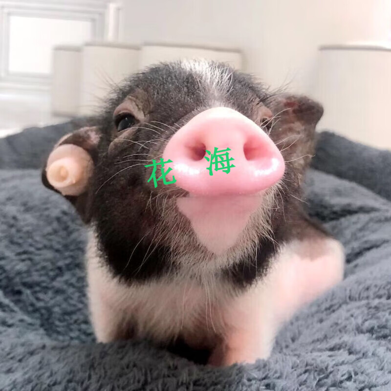 采缇小香猪活体 宠物活体泰国迷你纯种小香猪佩奇萌宠明星小猪宠物猪